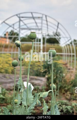 Vertikales Foto. Im Garten wächst Mohn mit grünen Köpfen. Schlafender Mohn. Vor dem Hintergrund eines Gewächshauses. Stockfoto