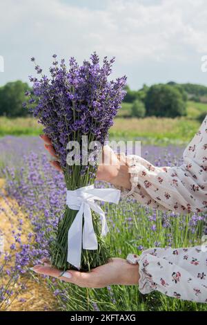 Vertikales Foto.Eine Frau in einem hellen Kleid hält einen Strauß gesammelten Lavendels in ihren Händen. Blühender Lavendel im Sommer. Stockfoto