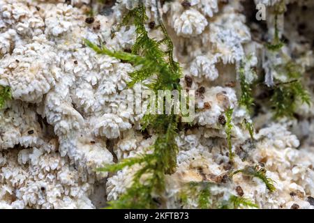 Split porecrust , Schizopora paradoxa, & gemeiner Federmoos, Kindbergia praelonga, Thornecombe Woods, Dorchester, Dorset, Großbritannien. Nicht essbar Stockfoto