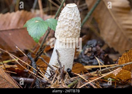 Gewöhnliches Stinkhorn, Phallus impudicus, Thornecombe Woods, Dorchester, Dorset, Großbritannien. Essbar, ?medizinisch Stockfoto