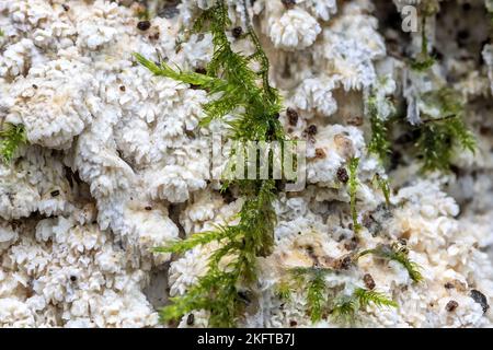 Split porecrust , Schizopora paradoxa, & gemeiner Federmoos, Kindbergia praelonga, Thornecombe Woods, Dorchester, Dorset, Großbritannien. Nicht essbar Stockfoto