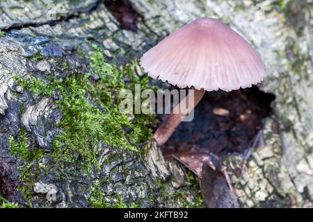 Burgundydrop Motorhaube, Mycena haematopus, Thornecombe Woods, Dorchester, Dorset, VEREINIGTES KÖNIGREICH. Essbar. Stockfoto