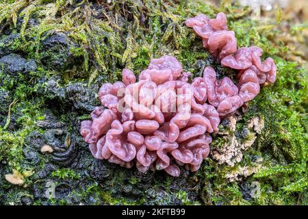 Jelly Drops, Ascocoryne Sarcoides, Thornecombe Woods, Dorchester, Dorset, VEREINIGTES KÖNIGREICH. Nicht essbar. Stockfoto