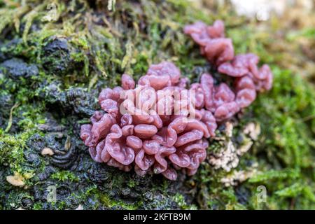 Jelly Drops, Ascocoryne Sarcoides, Thornecombe Woods, Dorchester, Dorset, VEREINIGTES KÖNIGREICH. Nicht essbar. Stockfoto