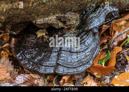 Southern Bracket, Ganoderma australe, Thornecombe Woods, Dorchester, Dorset, VEREINIGTES KÖNIGREICH. Ungenießbar. Stockfoto