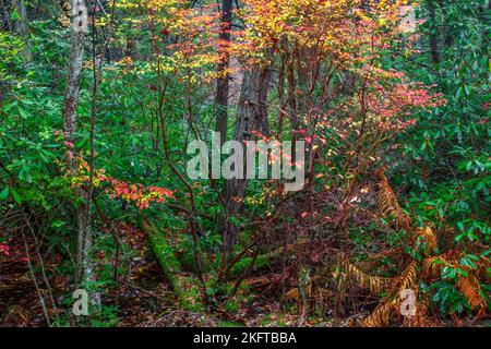 Ein seltenes Sumpfmoor aus Atlabtic White Cedar befindet sich im Gebiet Dryder Kyser Naryral im High Point State Park, New Jersey, bei einer Höhenlage von 1.500 Fuß Stockfoto