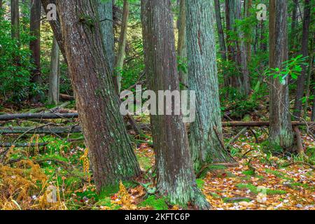 Ein seltenes Sumpfmoor aus Atlabtic White Cedar befindet sich im Gebiet Dryder Kyser Naryral im High Point State Park, New Jersey, bei einer Höhenlage von 1.500 Fuß Stockfoto