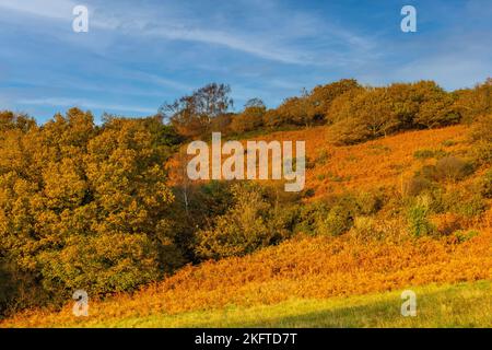Farbenfroher Herbstblick auf Torrington Commons. Szene vom Reeds Field mit Blick auf den Golfplatz und den Rice Point Path, mit Blue Sky. Stockfoto