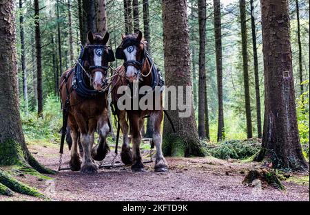 Zwei, arbeitende, schwere Pferde in einer Pinienforstplantage, die in Richtung Kamera laufen. Wird verwendet, um gefällte Baumstämme aus einem Umweltbereich zu extrahieren Stockfoto