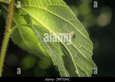 Makrodetails-Nahaufnahme einer kleinen dünnen Spinne mit langen Beinen auf der Unterseite eines grünen Blattes, Deutschland Stockfoto