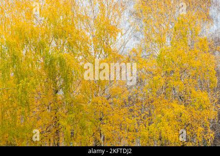 Birkenhain mit vergilbtem, aber nicht gefallener, dichter Laub. Herbstlandschaft. Stockfoto