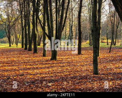 Umgestürzte Blätter streuen Erde entlang einer Reihe von Baumstämmen Stockfoto