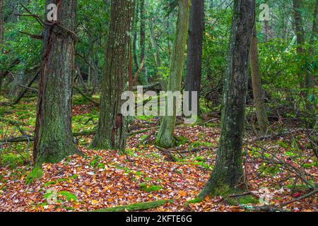 Ein seltenes Sumpfmoor aus Atlabtic White Cedar befindet sich im Gebiet Dryder Kyser Naryral im High Point State Park, New Jersey, bei einer Höhenlage von 1.500 Fuß Stockfoto