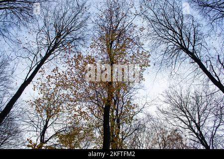 Forest photography. Beautiful autumn colors. Stockfoto