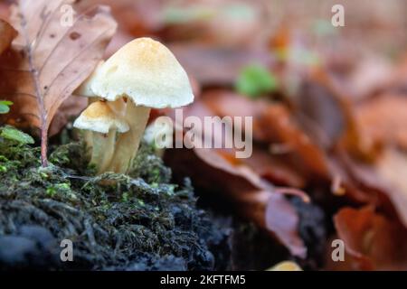 Gelbweiße Pilze im Wald. Ungenießbare Pilze-Nahaufnahmen. Stockfoto