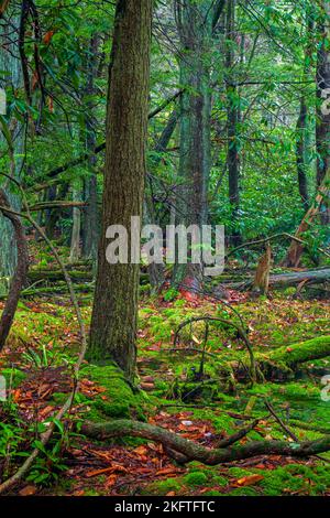 Ein seltenes Sumpfmoor aus Atlabtic White Cedar befindet sich im Gebiet Dryder Kyser Naryral im High Point State Park, New Jersey, bei einer Höhenlage von 1.500 Fuß Stockfoto