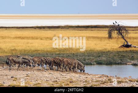 Kleine Herde von Burchells Zebra, die aus einem malerischen Wasserloch mit der Etosha-Pfanne in der Ferne trinkt, Stockfoto