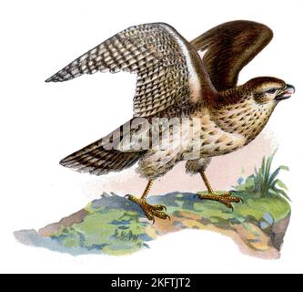 nördlicher Goshawk Accipiter gentilis, (Zoologie Buch, 1913), Habicht Stockfoto