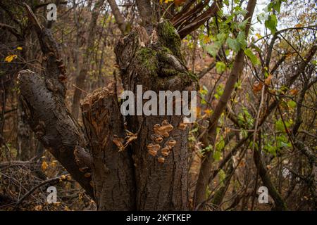 Pilze wachsen auf einem Baum im Bergwald Stockfoto