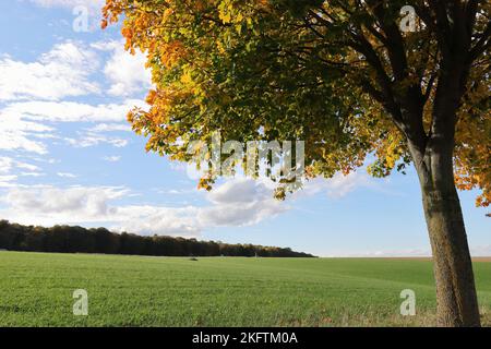 Weitwinkelaufnahme einer Landschaft mit Blick auf ein grünes Feld, einem dunklen Wald im Hintergrund und einem herbstlich farbigen Baum im Vordergrund, Kopierraum Stockfoto