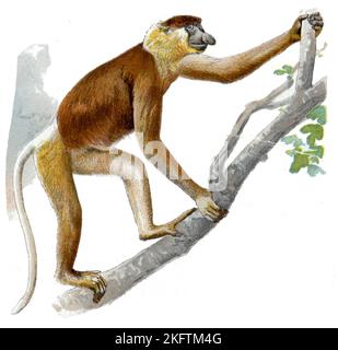 Proboscis Monkey nasalis Larvatus, (Zoologie Buch, 1913), Nasenaffe Stockfoto