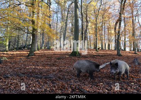 Lichtdurchfluteter Herbstwald mit zwei Wildschweinen im Vordergrund Stockfoto