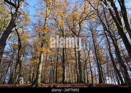 Weitwinkelblick auf einen wunderschönen, sonnenbeleuchteten Herbstwald Stockfoto