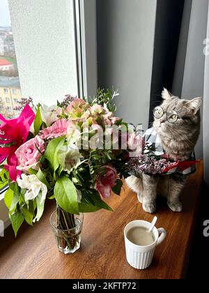 Schottische gerade graue Katze mit Brille, Hemd und roter Krawatte sieht im Urlaub aus wie ein Gentleman. Haustier in der Wohnung blickt aus dem Fenster mit Kaffee, Blumen, Blumenstrauß Stockfoto