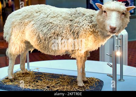 Dolly the Sheep das erste geklonte Tier, das als Tierpräparat des Schottlands, Chambers St, Edinburgh EH1 1JF, erhalten wurde Stockfoto