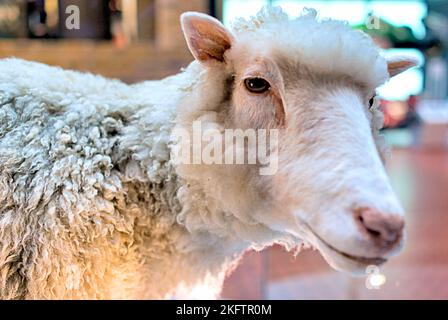 Dolly the Sheep das erste geklonte Tier, das als Tierpräparat des Schottlands, Chambers St, Edinburgh EH1 1JF, erhalten wurde Stockfoto