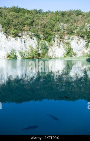 Die Morgenansicht des Sees ruhiges Wasser mit Fischen im Nationalpark Plitvicer Seen (Kroatien). Stockfoto