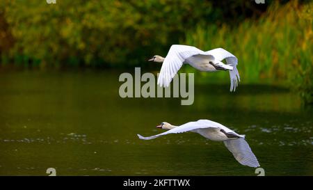 Ein Paar Mute Swans (Cygnus olor) fliegt tief über einen dunklen See in Kent Stockfoto