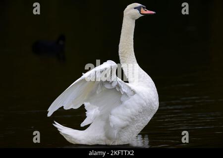 Ein weißer stummer Schwan (Cygnus olor) erhebt sich aus einem dunklen See und breitet seine Flügel aus Stockfoto