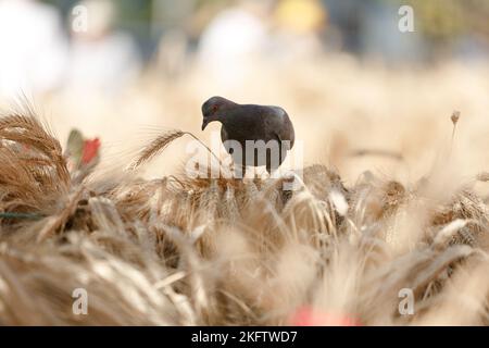 Die Taube sitzt auf den Ohren der Ernte. Trockene Ähren. Ernte von Weizen. Roggen und Weizen Stockfoto