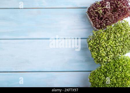 Set von Boxen mit mikrogrünen Sprossen aus Amaranth, Senf, Brunnenkresse auf blauem Holzhintergrund. Draufsicht, flach liegend, Kopierbereich. Stockfoto