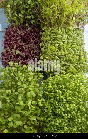 Set mit mikrogrünen Sprossen aus Amaranth, Rucola, Brunnenkresse, Senf, mizuna und Kohlrabi-Kohl auf blauem Holzhintergrund. Seitenansicht, clos Stockfoto