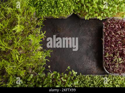 Set mit mikrogrünen Sprossen aus Amaranth, Rucola, Brunnenkresse, Senf, mizuna und Kohlrabi-Kohl auf schwarzem Betongrund. Draufsicht, fl Stockfoto