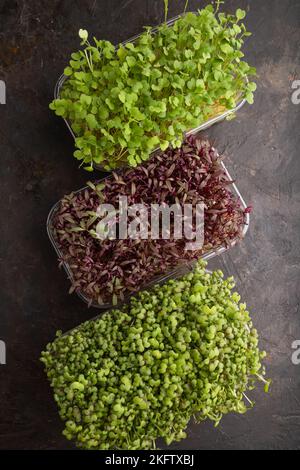 Set von Boxen mit mikrogrünen Sprossen aus Amaranth, Rucola, Senf auf schwarzem Beton Hintergrund. Draufsicht, flach liegend, Kopierbereich. Stockfoto