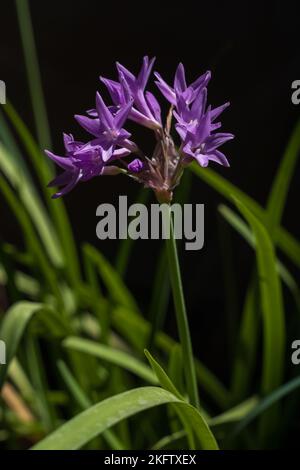 Nahaufnahme von lila rosa Thulbagia violacea aka Society Knoblauch oder rosa Agapanthus Blumen isoliert in hellem Sonnenlicht auf dunklem natürlichen Hintergrund Stockfoto