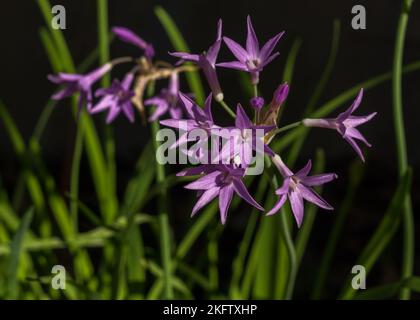 Nahaufnahme von hellviolett-rosa Thulbagia violacea aka Society Knoblauch oder rosa Agapanthus-Blüten, die im Sonnenlicht auf dunklem natürlichem Hintergrund isoliert sind Stockfoto