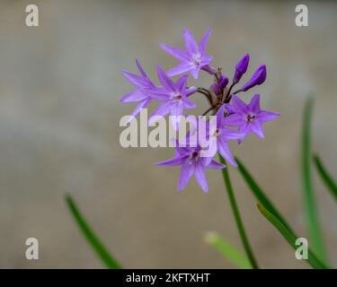 Nahaufnahme von lila rosa Thulbagia violacea aka Society Knoblauch oder rosa Agapanthus-Blütengruppe, die im Sonnenlicht auf hellem Hintergrund isoliert ist Stockfoto