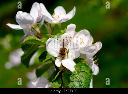 Eine Biene auf einem Blütenstand eines weißen Apfelbaums (Malus domestica) Stockfoto