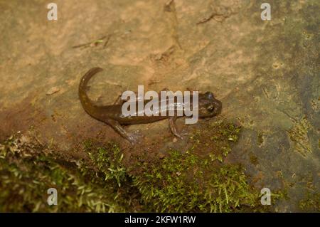 Natürliche Nahaufnahme eines Untererwachsenen des gefährdeten Limenstone-Salamanders, Hydromantes brunus, der auf einem Stein in Kalifornien sitzt Stockfoto