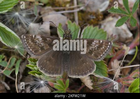 Natürliche Nahaufnahme des kleinen braunen, schmuddeligen Schifferschmetterlings, Erynnis tages sitzt auf dem Boden Stockfoto