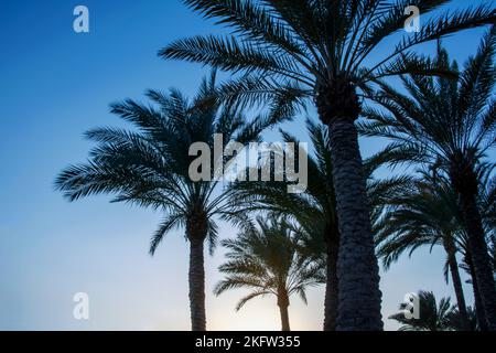 Viele Palmen, um eine erstaunliche Reise und den erholsamen Urlaub zu rember Stockfoto