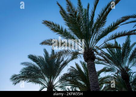 Viele Palmen, um eine erstaunliche Reise und den erholsamen Urlaub zu rember Stockfoto