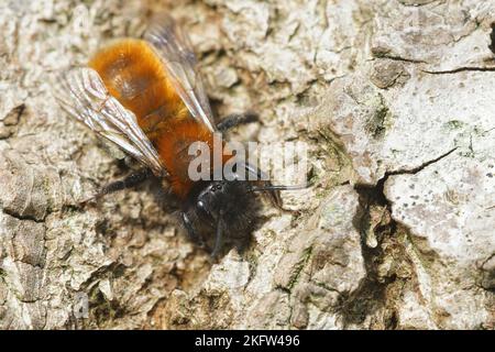 Natürliche Nahaufnahme einer bunten weiblichen Tawny Bergbau, Andrena fulva Sonnenbaden auf Holz Stockfoto