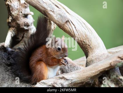 Nahaufnahme eines roten Eichhörnchens (Sciurus Vulgaris), das auf einem Baumstamm sitzt, Großbritannien. Stockfoto