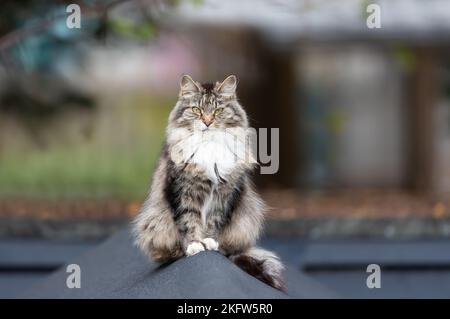 Nahaufnahme einer langhaarigen grauen Hauskatze, die auf einem Schuppen in einem Garten in Großbritannien sitzt. Stockfoto