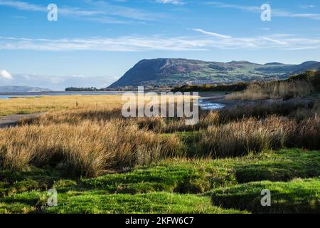 Blick auf Llanfairfechan über Salzmarsch entlang des Küstenpfades von Abergwyngregyn, Gwynedd, Nordwales, Großbritannien Stockfoto